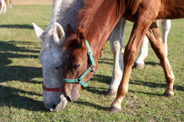 Mare ve taylar güneşli bir günde çayırda otlarlar..