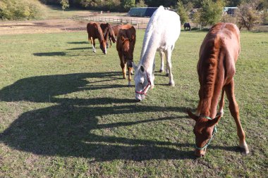 Mare ve taylar güneşli bir günde çayırda otlarlar..