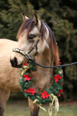 Yılbaşı çelengi takan genç bir atın güzel portresi. Duygusal bir Noel arkaplanı.
