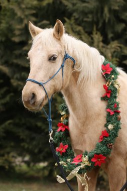 Yılbaşı çelengi takan genç bir atın güzel portresi. Duygusal bir Noel arkaplanı.