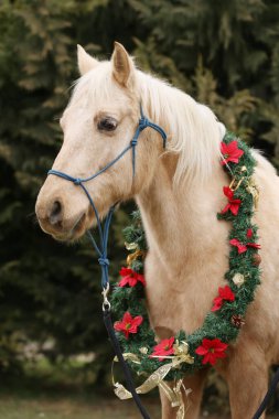 Yılbaşı çelengi takan genç bir atın güzel portresi. Duygusal bir Noel arkaplanı.