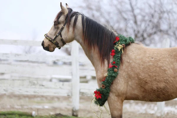 Belo Retrato Jovem Cavalo Sela Vestindo Decoração Grinalda Natal Como — Fotografia de Stock