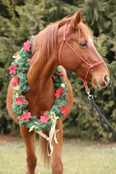 Hermoso Retrato Joven Caballo Silla Montar Con Decoración Corona Navidad —  Fotos de Stock