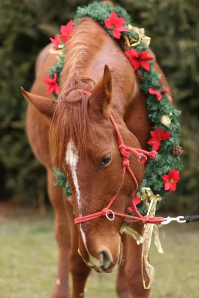 Prachtig Portret Van Een Jong Zadelpaard Met Kerstkrans Decoratie Als — Stockfoto