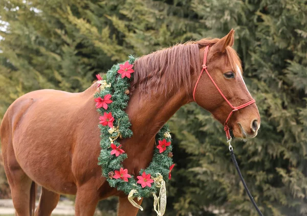 Hermoso Retrato Joven Caballo Silla Montar Con Decoración Corona Navidad — Foto de Stock