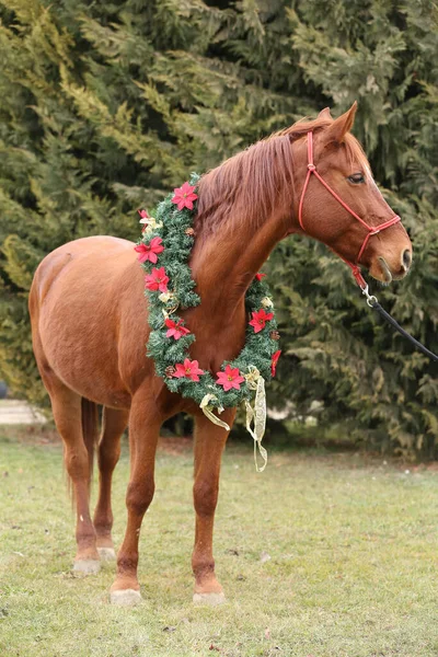 Beautiful Portrait Young Saddle Horse Wearing Christmas Wreath Decoration Emotional — 图库照片