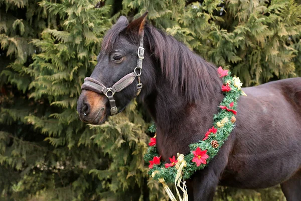 Hermoso Retrato Joven Caballo Silla Montar Con Decoración Corona Navidad — Foto de Stock