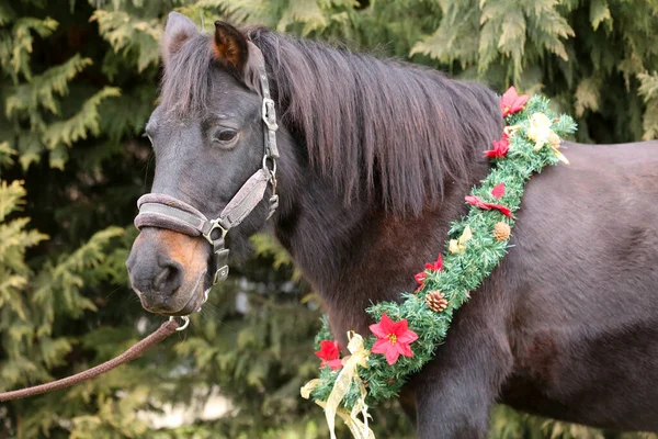 Prachtig Portret Van Een Jong Zadelpaard Met Kerstkrans Decoratie Als — Stockfoto