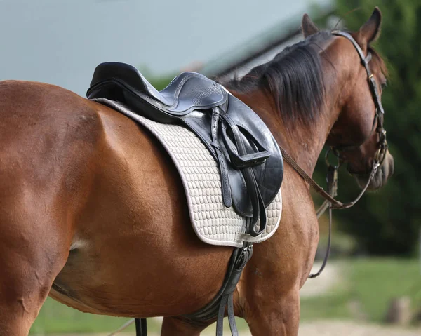 Close Sport Horse Saddle Old Quality Leather Saddle Ready Show — стокове фото