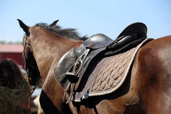 Close Sport Horse Saddle Old Quality Leather Saddle Ready Show — Fotografia de Stock