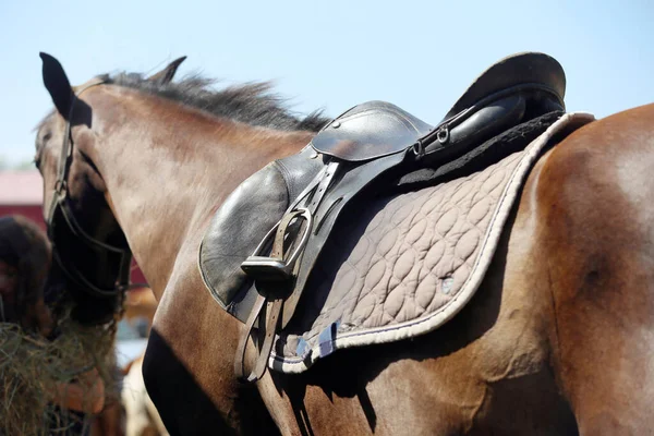 Nahaufnahme Eines Sportpferdesattels Alter Qualitätsledersattel Bereit Für Springprüfungen Hintergrund Pferdesport — Stockfoto
