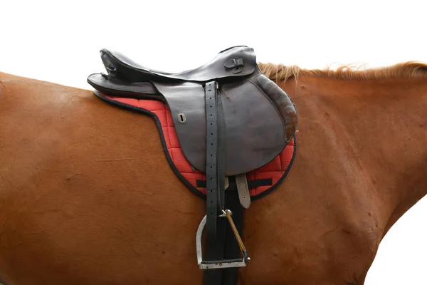 Close up of a sport horse saddle. Old quality leather saddle ready for show jumping  event. Equestrian sport background outdoors