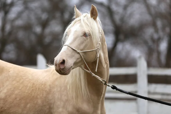 Portrait Close Beautiful Cremello Stallion White Colored Wooden Corral Outdoors — Stock Fotó