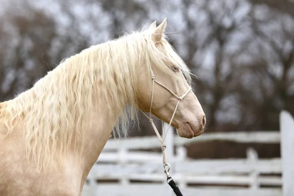 Portrait Close Beautiful Cremello Stallion White Colored Wooden Corral Outdoors — Stock Fotó