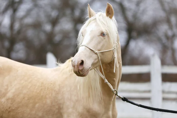 Portrait Close Beautiful Cremello Stallion White Colored Wooden Corral Outdoors Obraz Stockowy