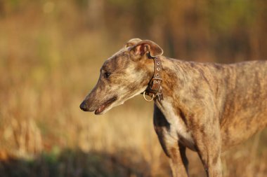 Greyhound doğada poz veriyor. Köpek günbatımında sonbahar doğasının arka planına karşı duruyor. Hayvan konsepti.