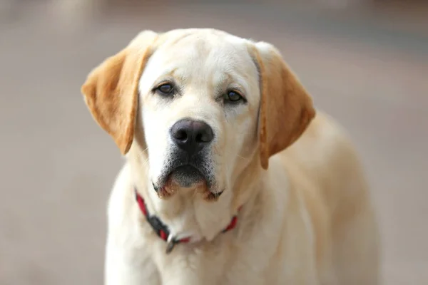 Retrato Cerca Perro Labrador Blanco Aire Libre —  Fotos de Stock