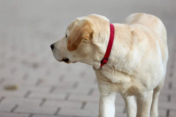 Retrato Cerca Perro Labrador Blanco Aire Libre —  Fotos de Stock