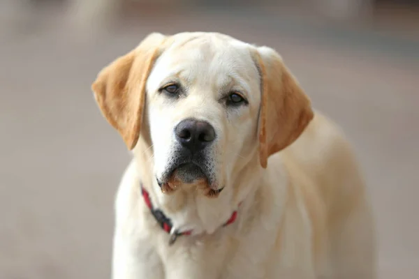 Retrato Cerca Perro Labrador Blanco Aire Libre —  Fotos de Stock