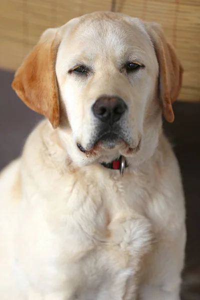 Portrét Zblízka Bílého Labradora Psa Venku — Stock fotografie