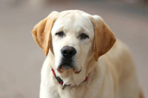 Portré Közel Egy Fehér Labrador Kutya Szabadban — Stock Fotó