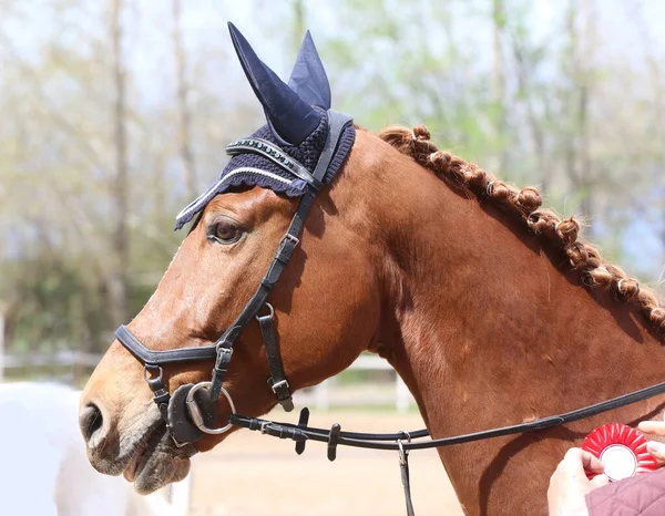 Pesaing Tak Dikenal Menunggang Kuda Olahraga Pada Acara Equitation Musim — Stok Foto