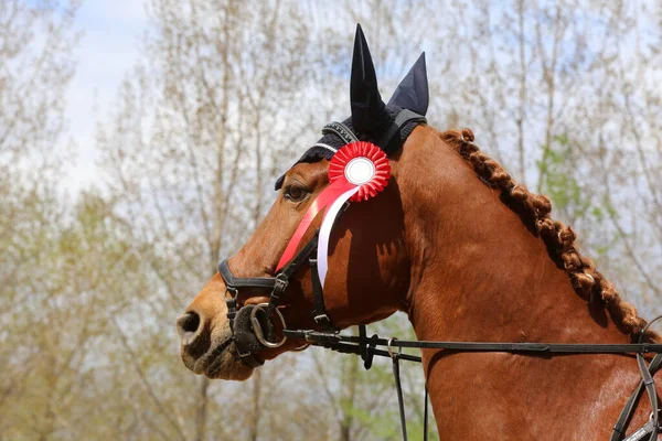 Unknown competitor ride a sport horse on equitation event at summertime ourdoors. Show jumper horse wearing award winning ribbon. Equestrian sports. Horsegirl sitting in saddle