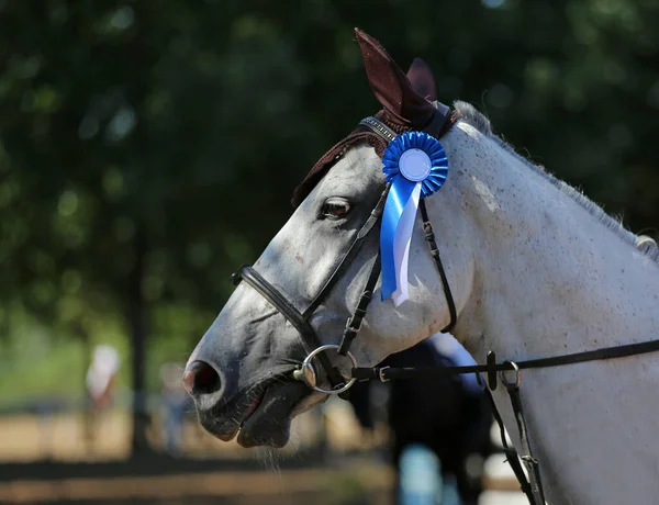 Unknown competitor ride a sport horse on equitation event at summertime ourdoors. Show jumper horse wearing award winning ribbon. Equestrian sports. Horsegirl sitting in saddle