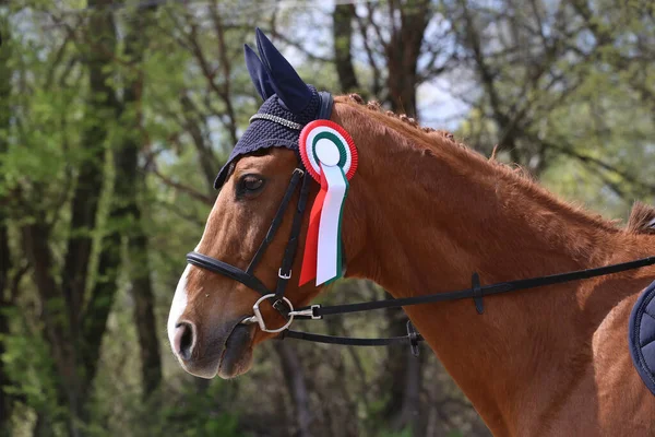 Unknown competitor ride a sport horse on equitation event at summertime ourdoors. Show jumper horse wearing award winning ribbon. Equestrian sports. Horsegirl sitting in saddle