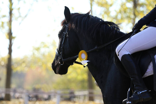 Unknown competitor ride a sport horse on equitation event at summertime ourdoors. Show jumper horse wearing award winning ribbon. Equestrian sports. Horsegirl sitting in saddle