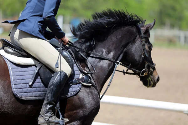 Unknown competitor ride a sport horse on equitation event at summertime ourdoors. Show jumper horse wearing award winning ribbon. Equestrian sports. Horsegirl sitting in saddle