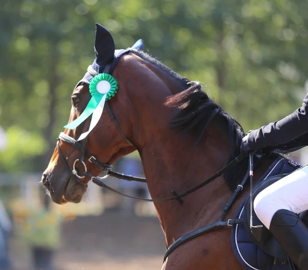 Unknown competitor ride a sport horse on equitation event at summertime ourdoors. Show jumper horse wearing award winning ribbon. Equestrian sports. Horsegirl sitting in saddle