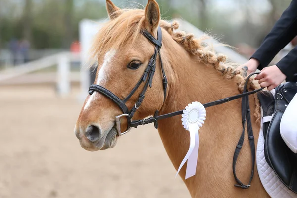 Unknown competitor ride a sport horse on equitation event at summertime ourdoors. Show jumper horse wearing award winning ribbon. Equestrian sports. Horsegirl sitting in saddle