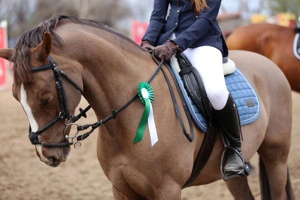 Unknown competitor ride a sport horse on equitation event at summertime ourdoors. Show jumper horse wearing award winning ribbon. Equestrian sports. Horsegirl sitting in saddle