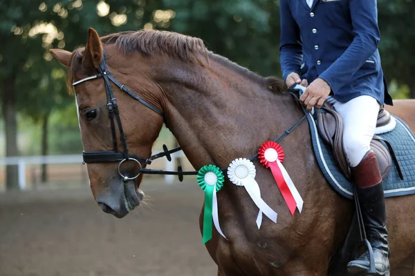 Unknown competitor ride a sport horse on equitation event at summertime ourdoors. Show jumper horse wearing award winning ribbon. Equestrian sports. Horsegirl sitting in saddle