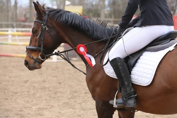 Unknown competitor ride a sport horse on equitation event at summertime ourdoors. Show jumper horse wearing award winning ribbon. Equestrian sports. Horsegirl sitting in saddle