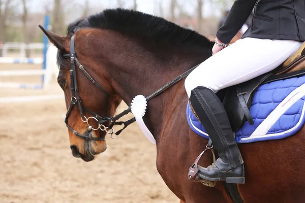 未知の競合他社は 夏の屋外での方程式イベントでスポーツ馬に乗っています 受賞歴のあるリボンを着てジャンパー馬を表示します 馬術スポーツ 馬の少女鞍に座って — ストック写真