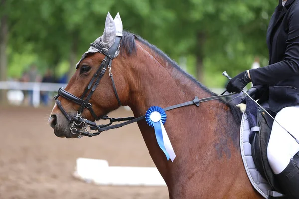 Unknown competitor ride a sport horse on equitation event at summertime ourdoors. Show jumper horse wearing award winning ribbon. Equestrian sports. Horsegirl sitting in saddle