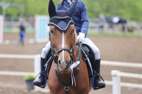 Unknown competitor ride a sport horse on equitation event at summertime ourdoors. Show jumper horse wearing award winning ribbon. Equestrian sports. Horsegirl sitting in saddle