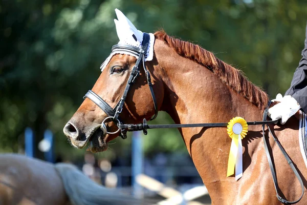 Competidor Desconhecido Montar Cavalo Esporte Evento Equitação Verão Ourdoors Mostrar — Fotografia de Stock