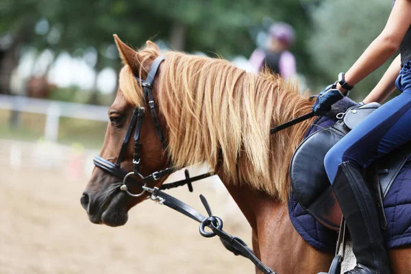 Close Competidor Não Identificado Cavaleiro Show Jumper Cavalo Evento Equitação — Fotografia de Stock