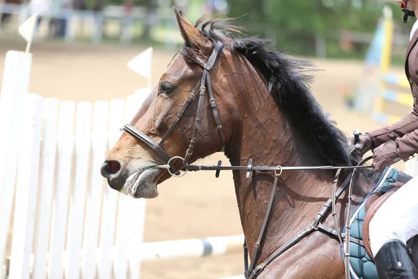 Kimliği Belirlenemeyen Yarışmacıyı Gösteri Atıyla Yakın Çekime Alın Yaz Mevsiminde — Stok fotoğraf