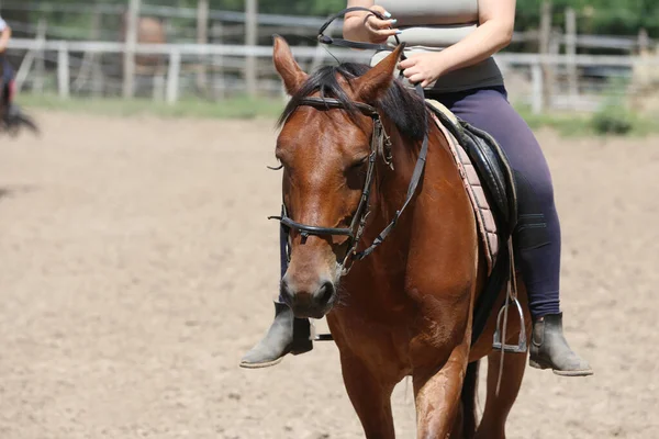 Close Unidentified Competitor Rider Show Jumper Horse Equitation Event Summertime — Stock Photo, Image