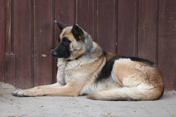 Side View Portrait Closeup Sitting Friendly German Shepherd Dog Outdoors — Stock Photo, Image