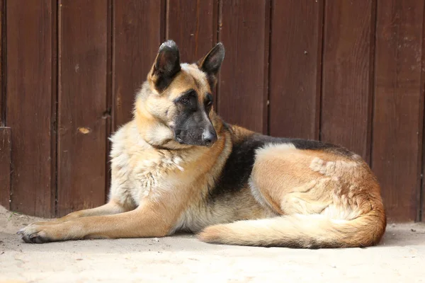 Side View Portrait Closeup Sitting Friendly German Shepherd Dog Outdoors — Stock Photo, Image