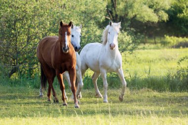 Genç atlar yeşil çimlerin tadını çıkarıyorlar ve kırsal alanda yeşil ağaçlara karşı özgürce koşuyorlar.