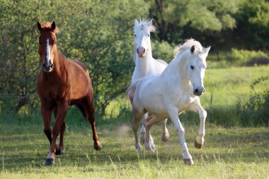 Genç atlar yeşil çimlerin tadını çıkarıyorlar ve kırsal alanda yeşil ağaçlara karşı özgürce koşuyorlar.
