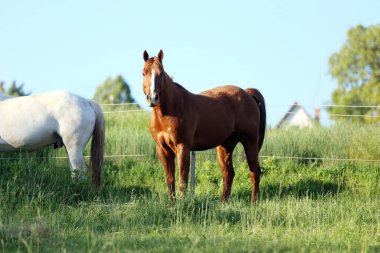 Genç atlar yeşil çimlerin tadını çıkarıyorlar ve kırsal alanda yeşil ağaçlara karşı özgürce koşuyorlar.