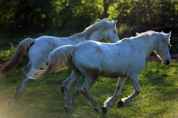 Young horses enjoying green grass  and run free in meadow against green trees at sunset rural scene