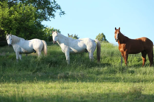 Genç atlar yeşil çimlerin tadını çıkarıyorlar ve kırsal alanda yeşil ağaçlara karşı özgürce koşuyorlar.